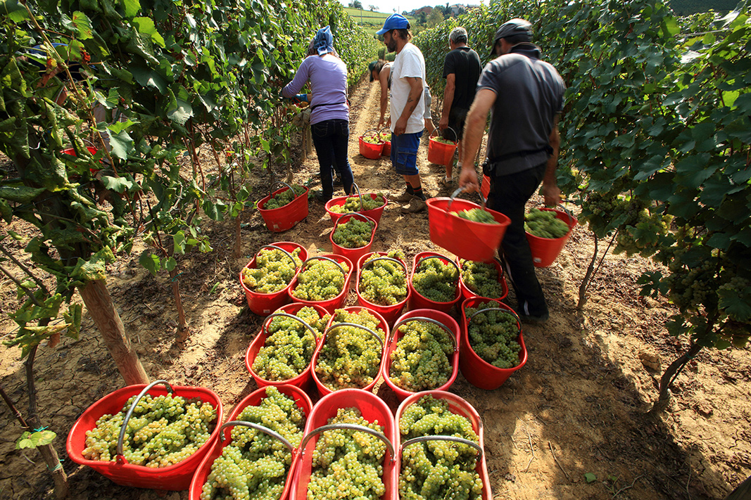 WineMarchet, vantaggi immediati per i Soci BCC Fano