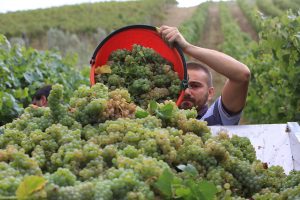 FIVI - Vignaioli indipendenti protagonisti di WineMarchet. Ph. Mauro Fermariello, fivi.it