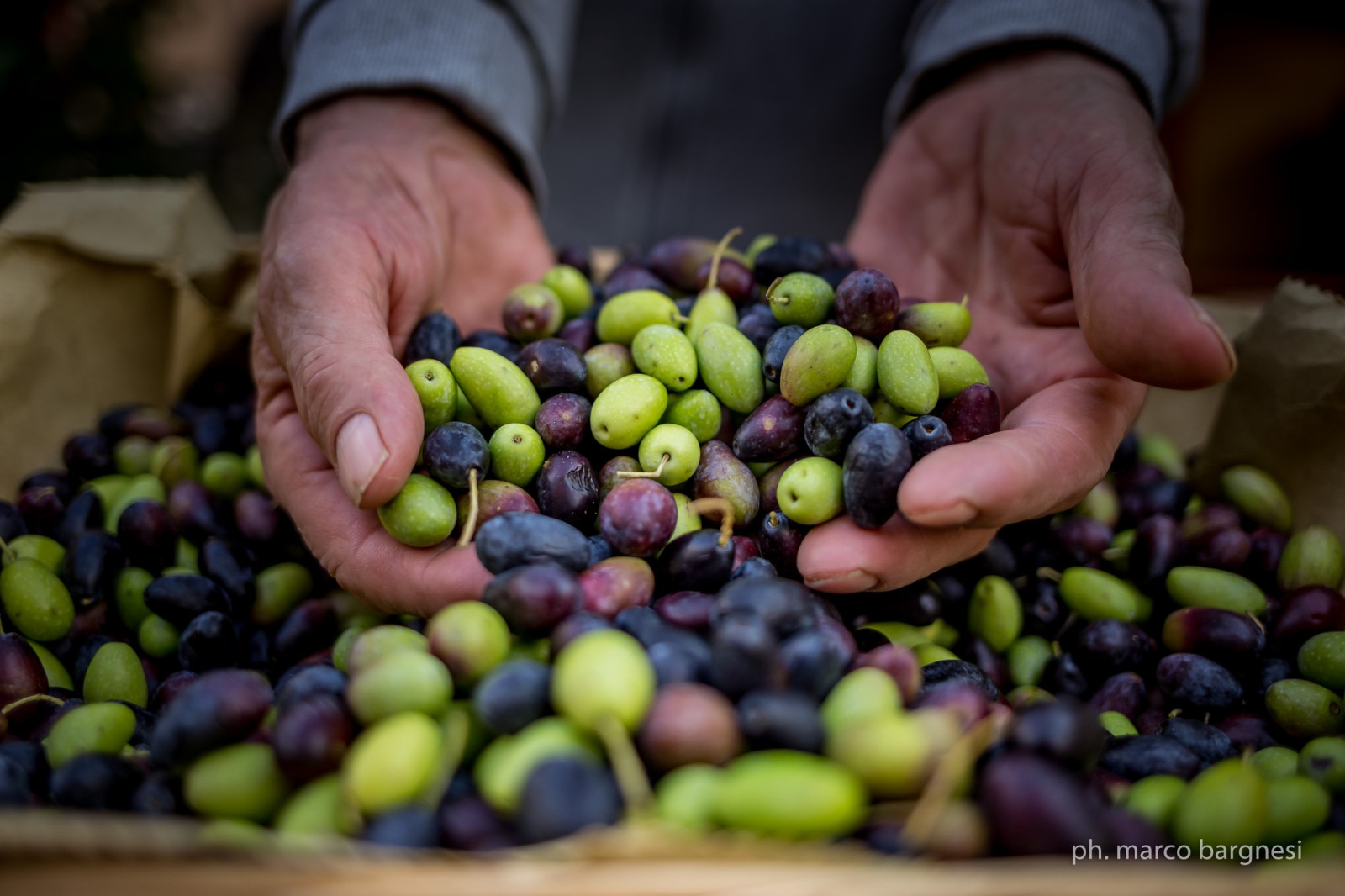 Il valore della Dop di Cartoceto: al via la 47^ mostra mercato dell’olio e dell’oliva